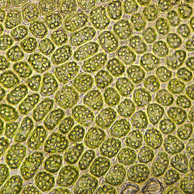 Tritomaria exsectiformis